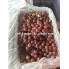 Grapes factory/red grapes/Best fresh red grapes